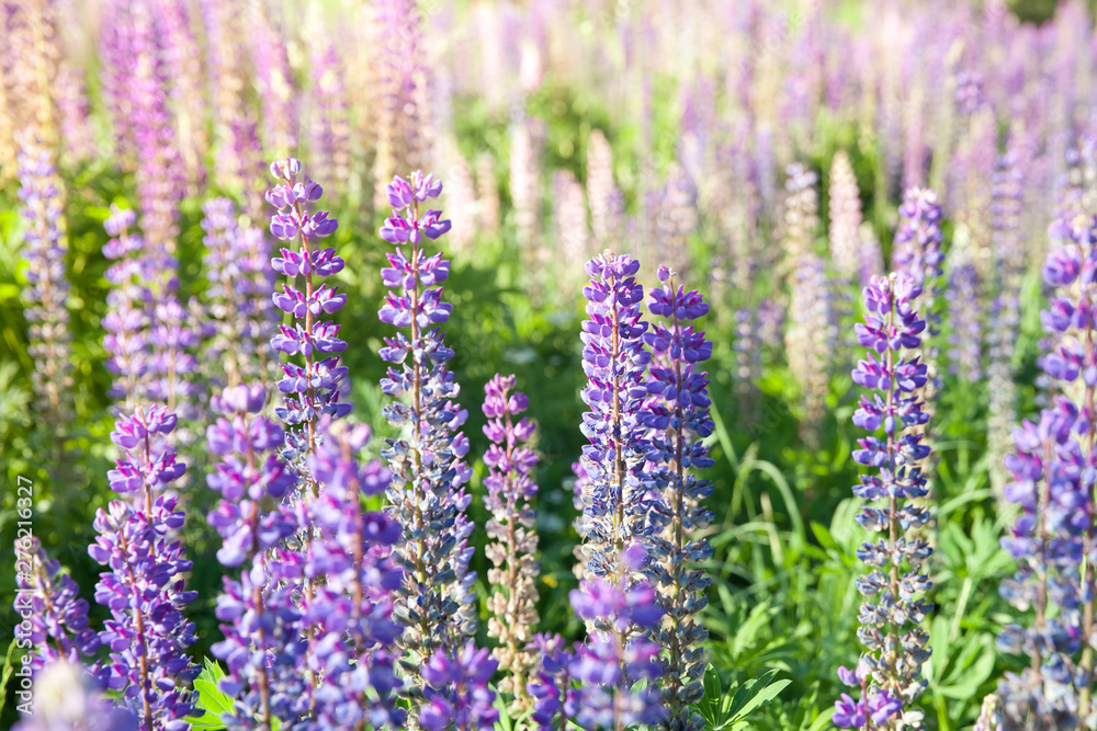 Obraz premium Blooming lupine flowers. A field of lupines. Violet and pink lupin in meadow. Colorful bunch of lupines summer flower background or greeting card.