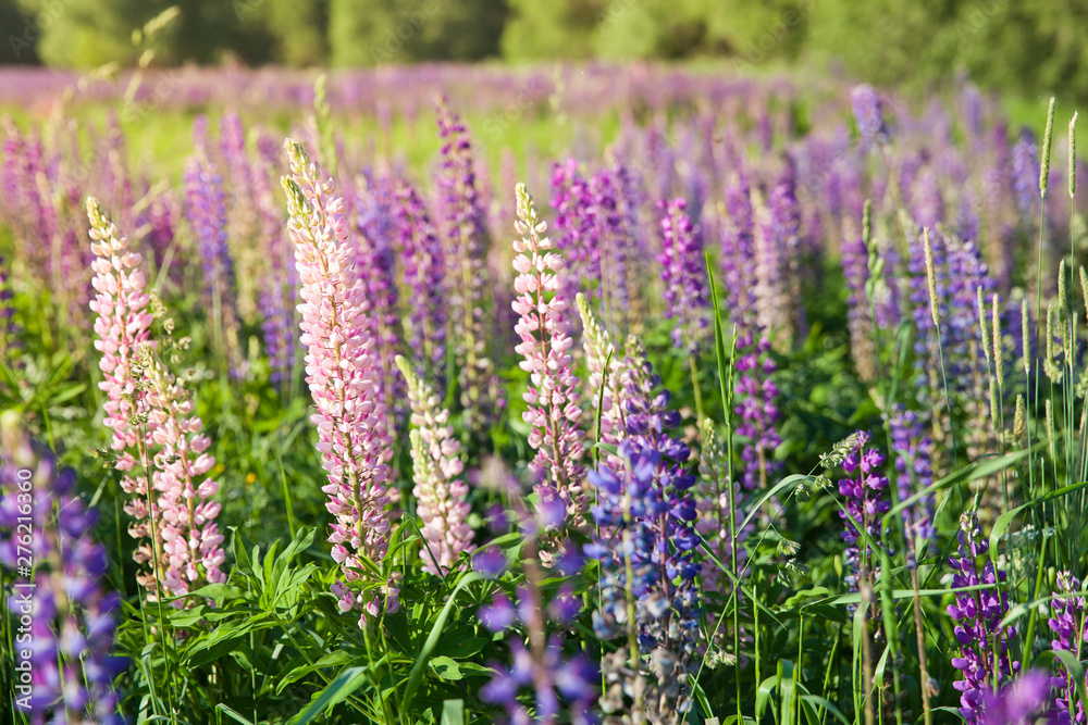 Naklejka premium Blooming lupine flowers. A field of lupines. Violet and pink lupin in meadow. Colorful bunch of lupines summer flower background or greeting card.