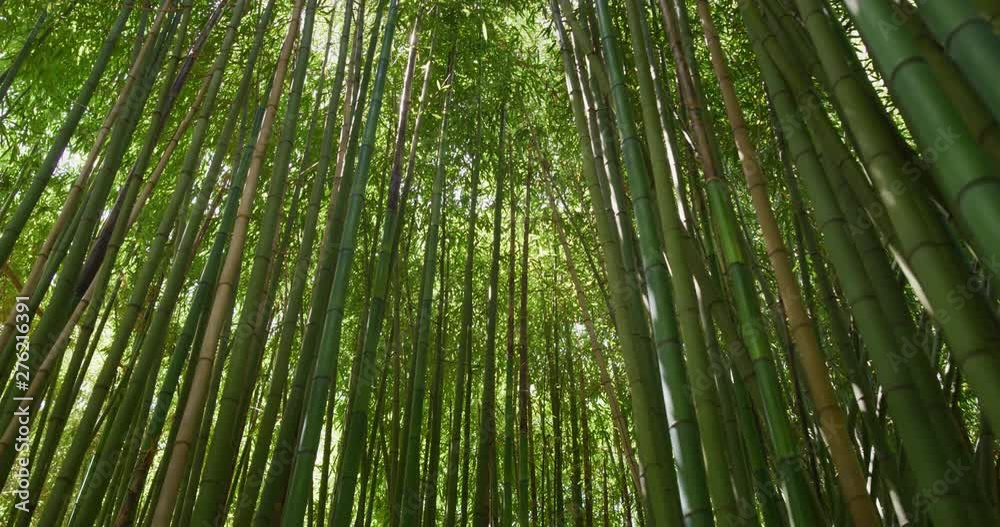 Top view of scenic bamboo forest used as renewable sustainable energy resource and different types of eco -friendly green products. Top view of scenic bamboo forest used as renewable sustainable energy resource and different types of eco -friendly green products.