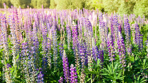 Blooming lupine flowers. A field of lupines. Violet and pink lupin in meadow. Colorful bunch of lupines summer flower background or greeting card.