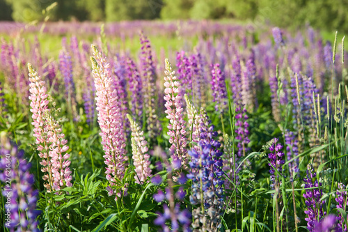 Blooming lupine flowers. A field of lupines. Violet and pink lupin in meadow. Colorful bunch of lupines summer flower background or greeting card.
