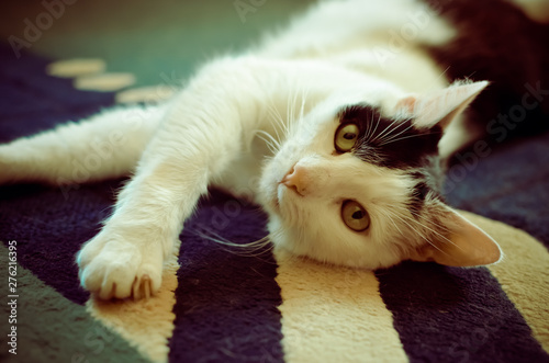 Black and White cat laying on his back on carpet photo