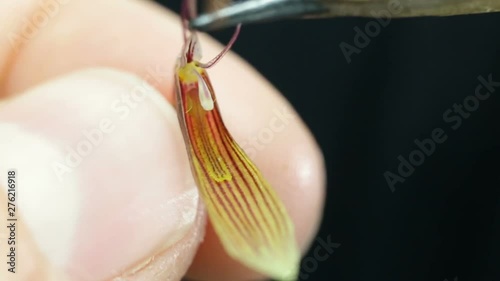 A man holds a flower with his fingers and demonstrates its structure: Lip, Stigma, part of the ovary, column, stamen with Pollinium. Miniature orchids of restrepia trichoglossus (Pleurothallis Subtrib photo