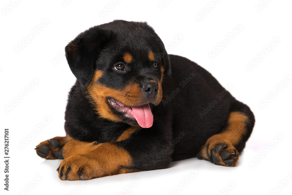 Rottweiler puppy isolated on white background