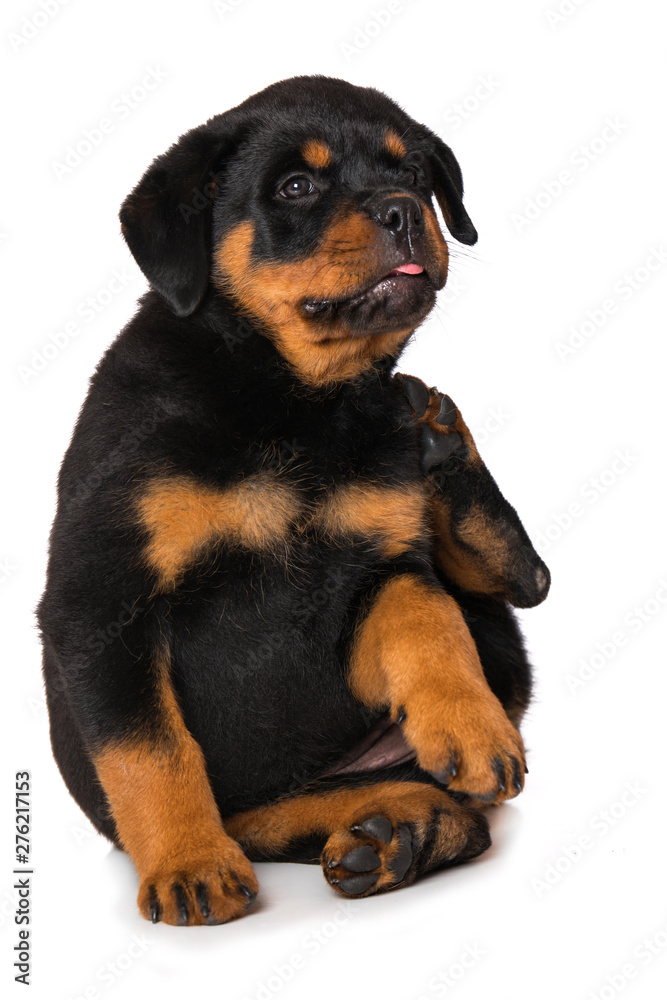 Fototapeta premium Rottweiler puppy is scratching herself isolated on white background