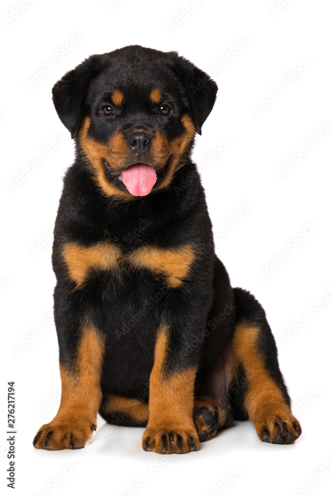 Rottweiler puppy isolated on white background Rottweiler puppy isolated on white background