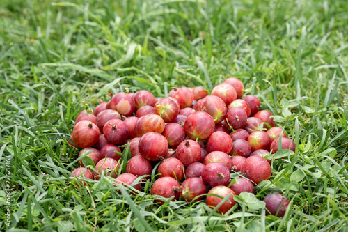 gooseberry berries are scattered on the green grass