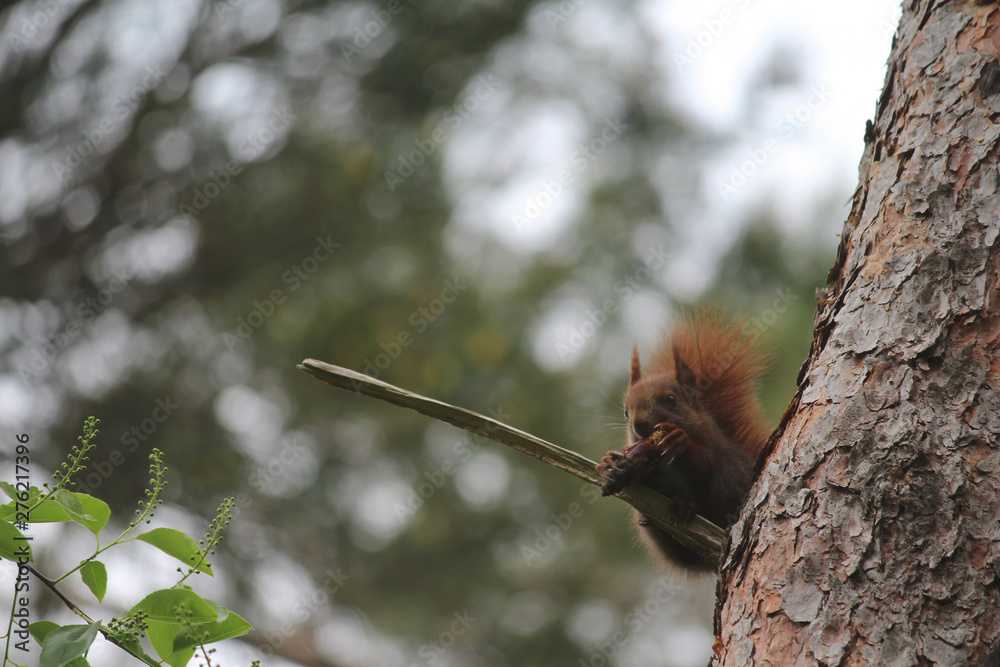 Eichhörnchen Eichhörnchen