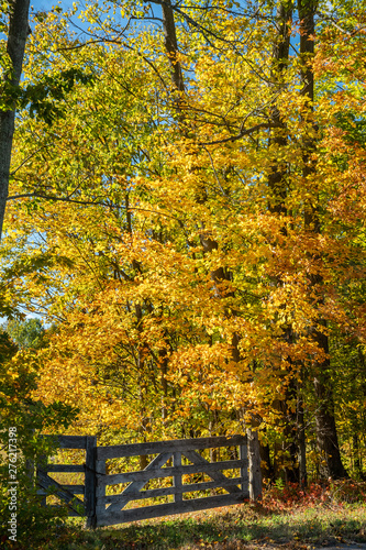 Farm gate with Maple trees inj Fall colour photo