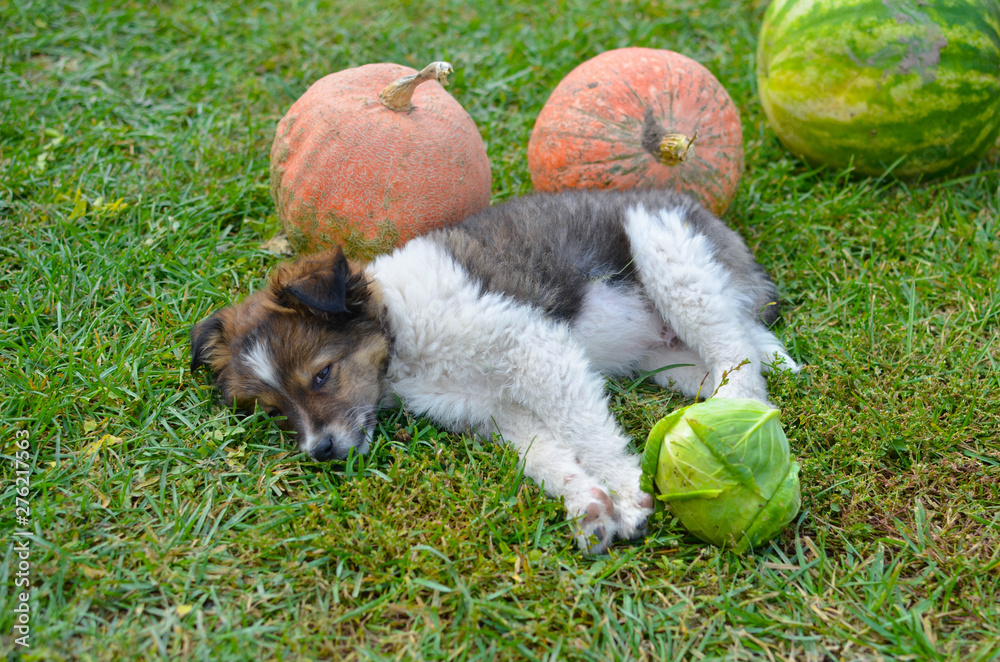 Obraz premium Puppy outdoors on a sunny day