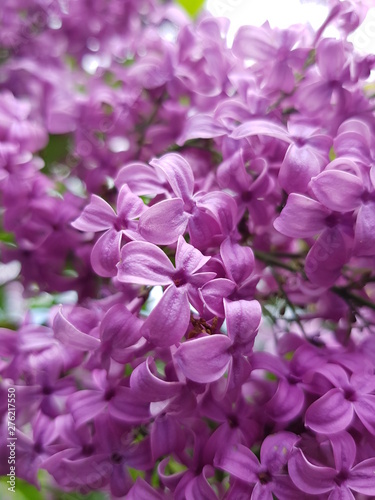 Fototapeta Naklejka Na Ścianę i Meble -  Blooming Lilac ordinary