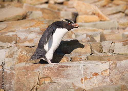 rockhopper penguins, sea lion island, falkland islands, south atlantic