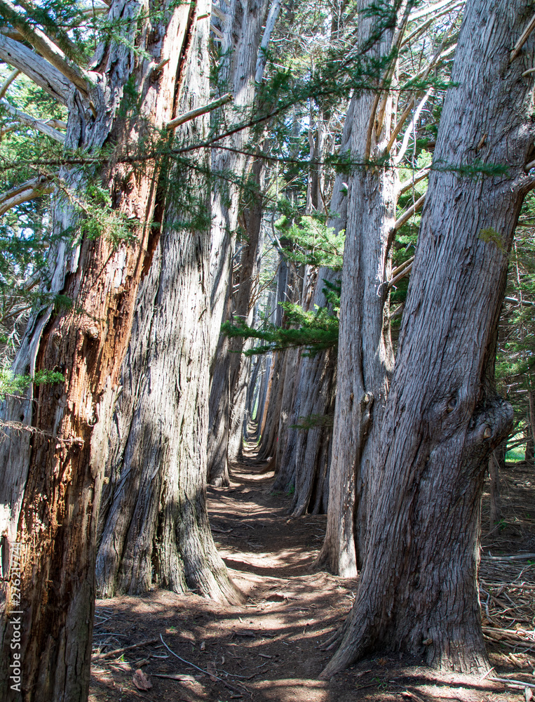 Historic Cypress tree hiking trails at Sea Ranch on the Pacific Coast of California Historic Cypress tree hiking trails at Sea Ranch on the Pacific Coast of California