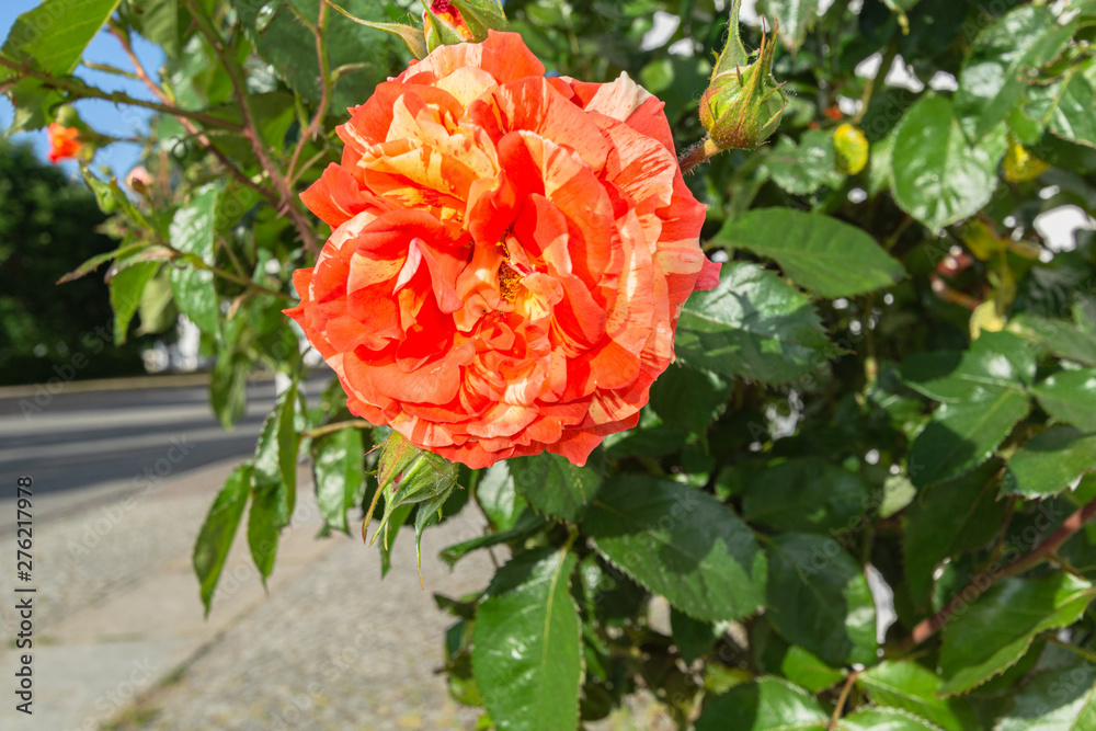 gelb-orange-rote Papageno Rose, Circus Putbus Stock Photo | Adobe Stock