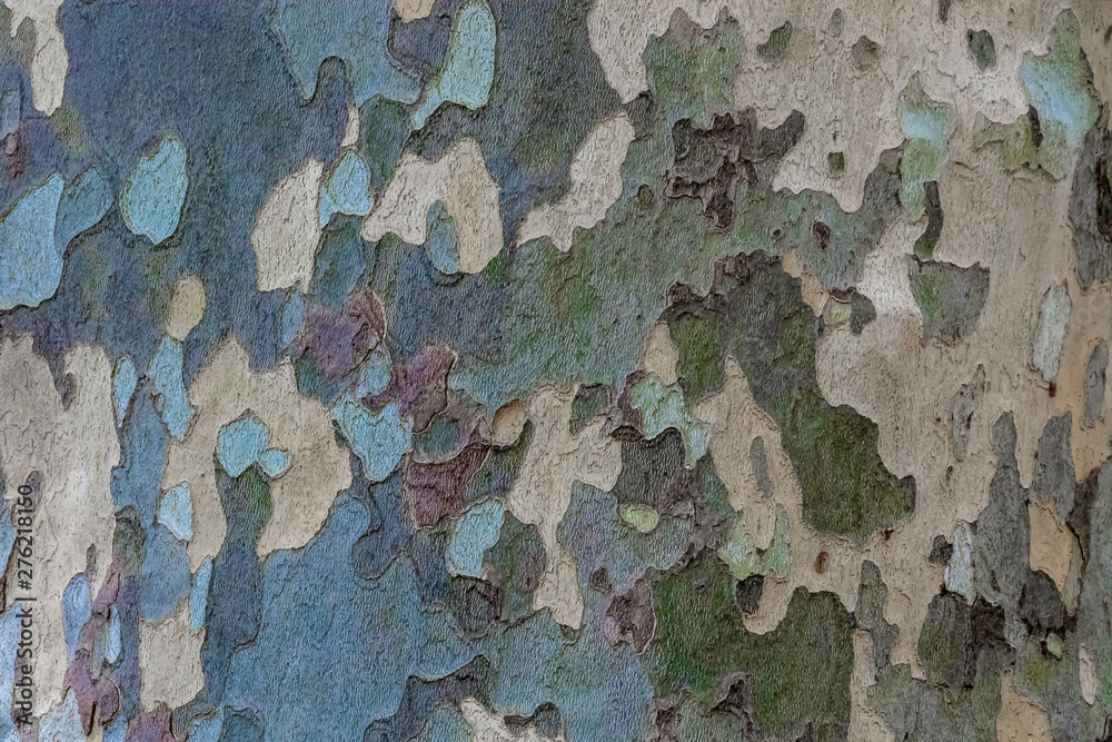 Natural surface texture of tree bark. Background pattern. Horizontal orientation.