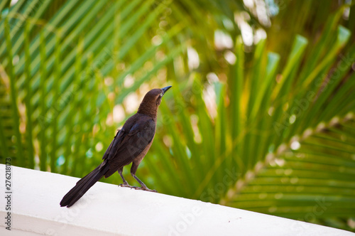 bird on a ledge