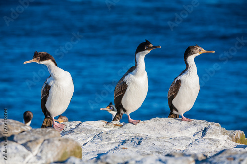 a group ofking cormorant birds on a rock on sea lion island, falkland island, south atlantic