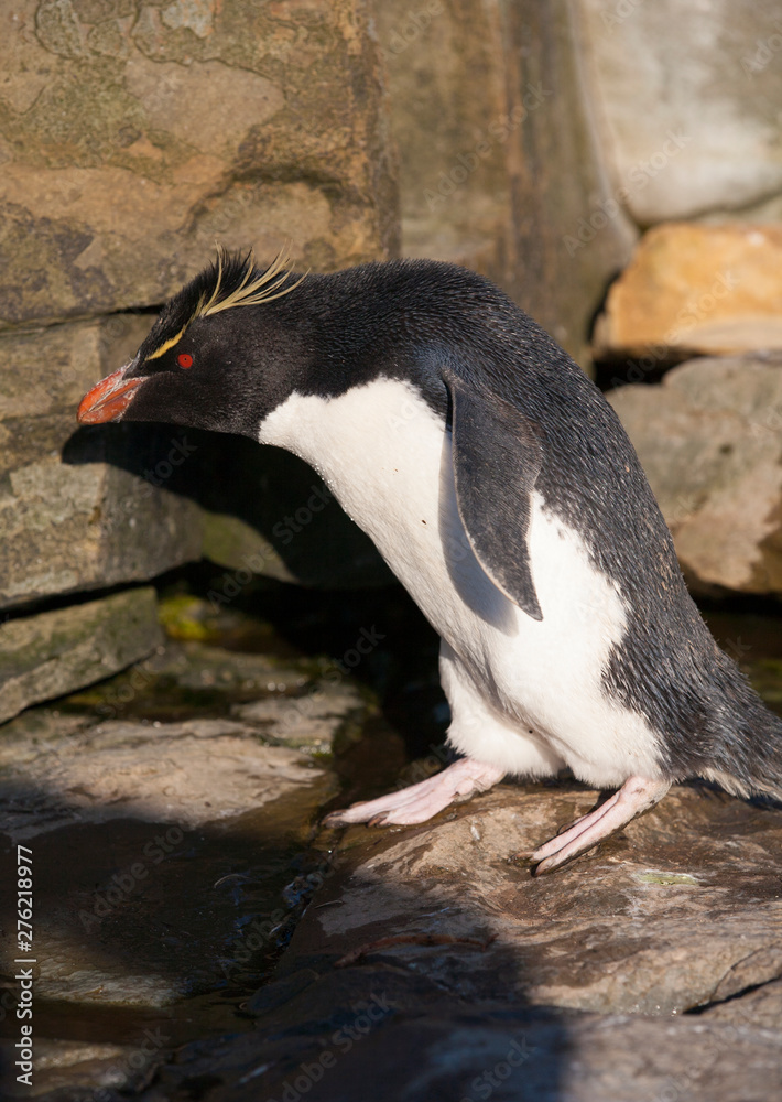 Fototapeta premium rockhopper penguins, sea lion island, falkland islands, south atlantic