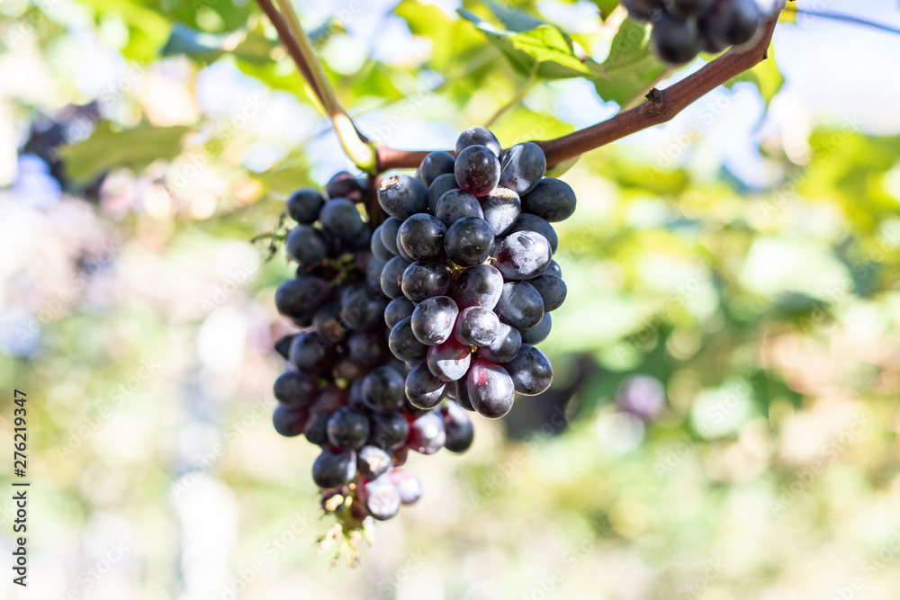 Bunches of purple/black grapes (Vitória) from Vineyard. Grape harvest.