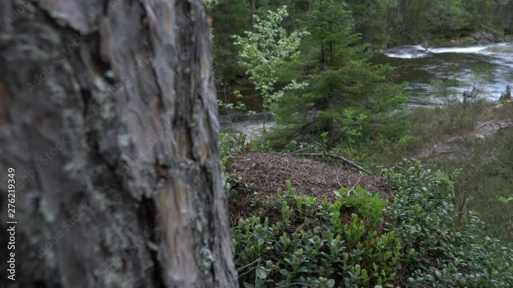 Close slow motion shot of an ants nest in the forest in Norway. Close slow motion shot of an ants nest in the forest in Norway.