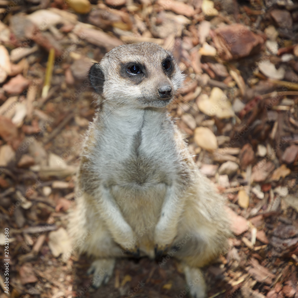 Fototapeta premium Meerkat, suricata suricatta, on guard at zoo, Colour Photo, Alentejo, Portugal