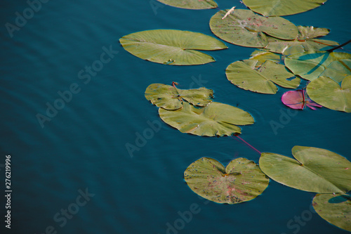 lotus leafs in water background