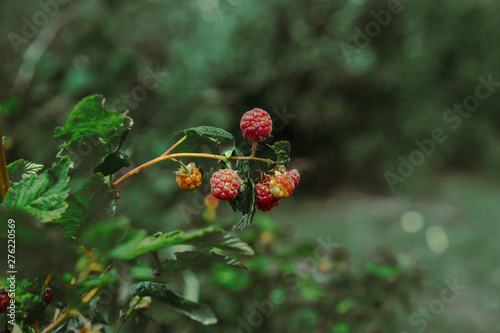 fresh red raspberry on branch