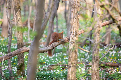 Schönes braunes Eichhörnchen im Wald bei Wolfenbüttel im Frühling mit Buschwindröschen
