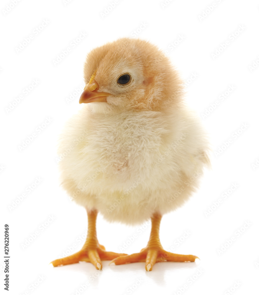 Fototapeta premium Small yellow chicken.