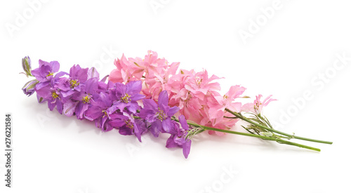 Delphinium flowers isolated.