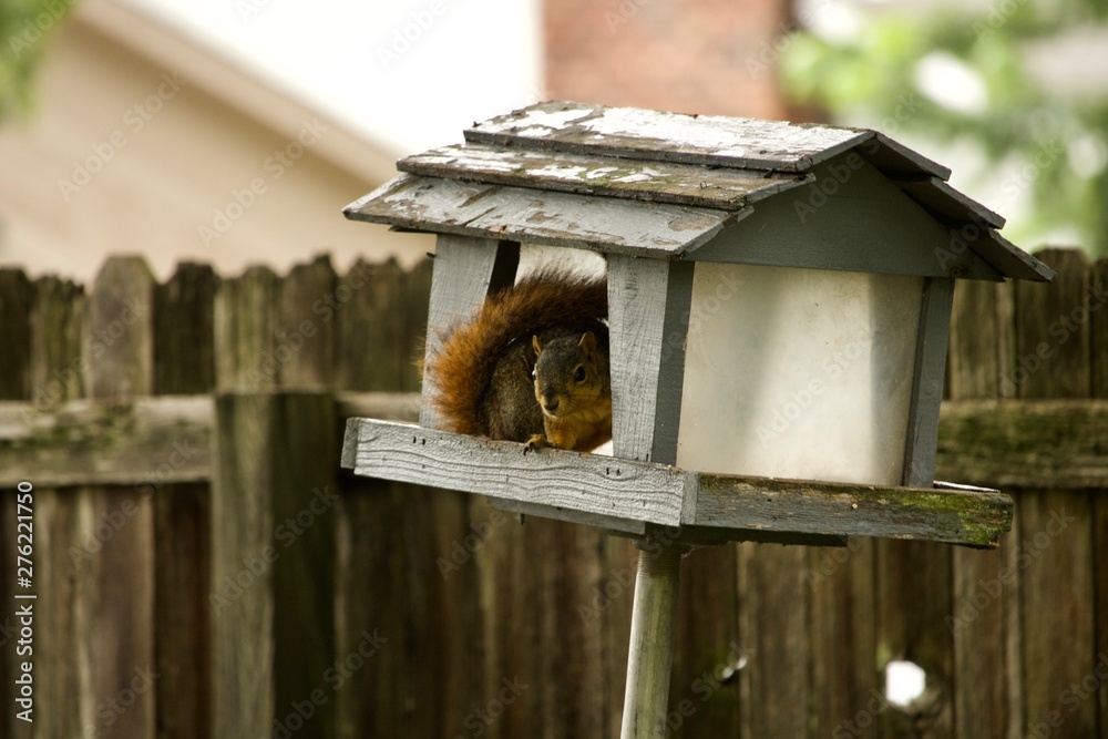 Naklejka premium squirrel