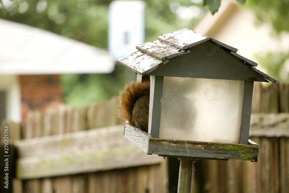 squirrel in bird feeder