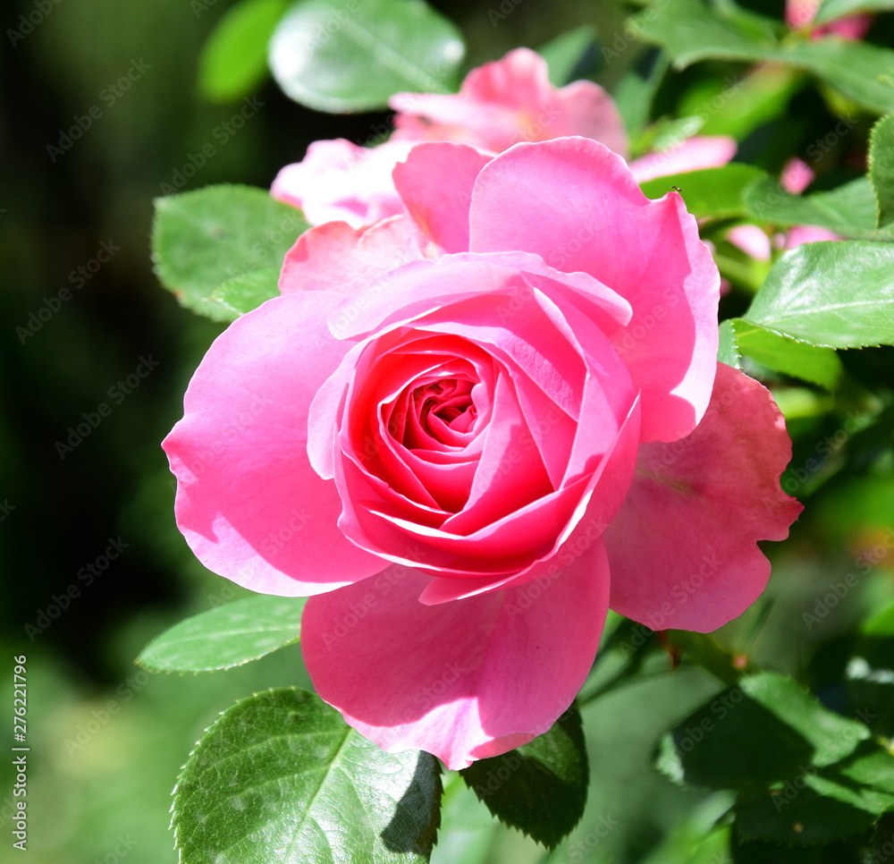 Rosen - Rosenbusch - Kletterrosen im Bauerngarten in der Farbe Rosa Rosen - Rosenbusch - Kletterrosen im Bauerngarten in der Farbe Rosa