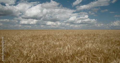  Clouds Float Across the Sky in A Wheat Field
