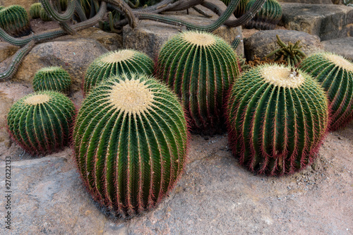 Cactus garden. Different types of cacti photo