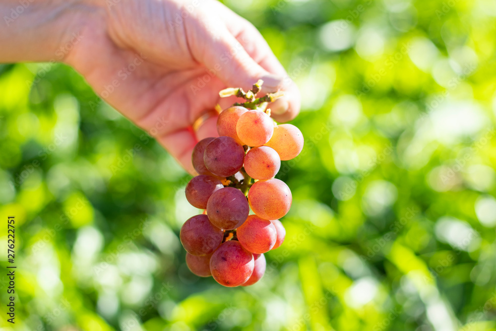 Woman's hand holding bunch of Rosada grapes (red) from Vineyard with green grass background. Grape harvest.