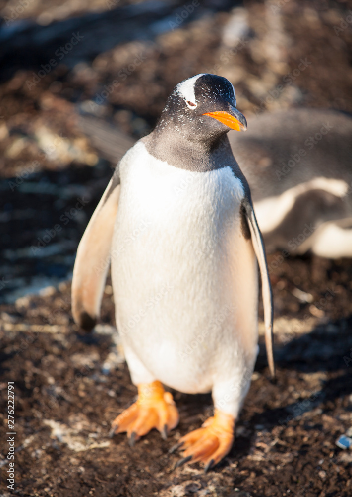 Fototapeta premium gentoo penguin looking after egg in colony on sea lion island, falkland islands in the setting sun