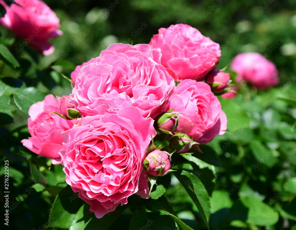 Rosen - Rosenbusch - Kletterrosen im Bauerngarten in der Farbe Rosa