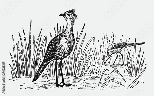 Two red-legged seriemas cariama cristata standing in grassy landscape. Illustration after historical engraving from early 20th century