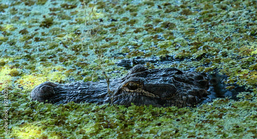 Alligator in the Swamp 