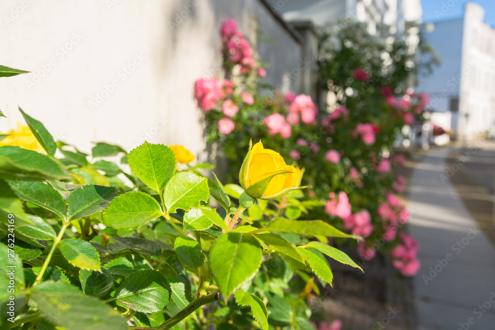 Fototapeta premium gelbe Hochstamm Rose