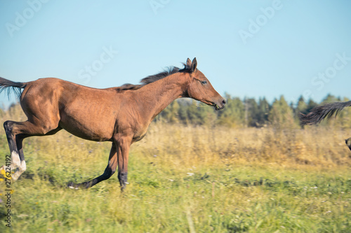 running purebred akhateke foal in meadow