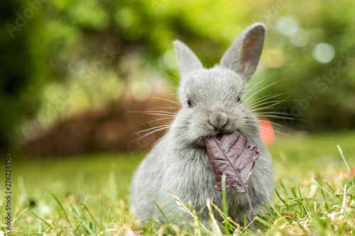 close up of a cute grey bunny holding a big piece of red leaf in its mouth with blurry green background in the park while staring at you