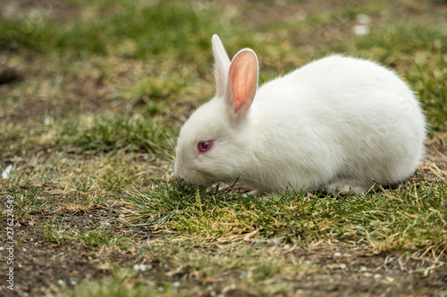 one beautiful cute rabbit with red eyes eating grasses on the grassy field in the park