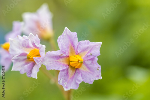 beautiful purple Borage flowers blooming in the garden with blurry green background
