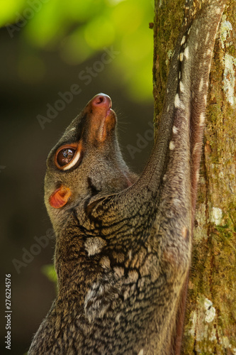 Sunda flying lemur - Galeopterus variegatus or Sunda colugo or Malayan flying lemur or Malayan colugo, found throughout Southeast Asia in Indonesia, Thailand, Malaysia, and Singapor photo