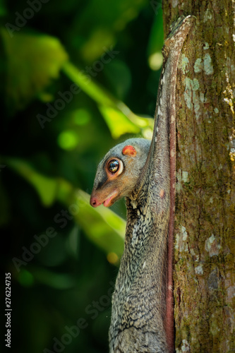 Canvas Print Sunda flying lemur - Galeopterus variegatus or Sunda colugo or Malayan flying le