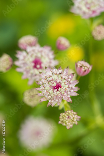 close up of light pink masterwart flowers blooming in the garden with blurry green background view from top