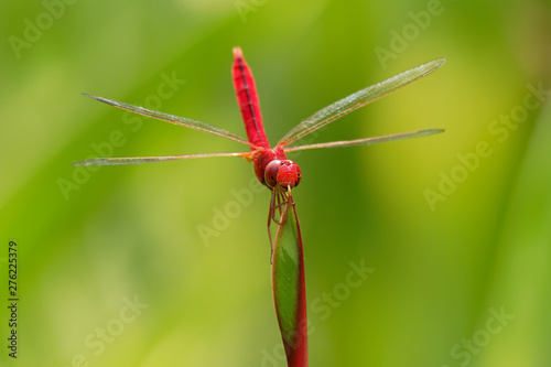Scarlet skimmer or ruddy marsh skimmer - Crocothemis servilia a species of dragonfly of the family Libellulidae, native to east and southeast Asia and introduced to Jamaica, Florida, and Hawaii photo
