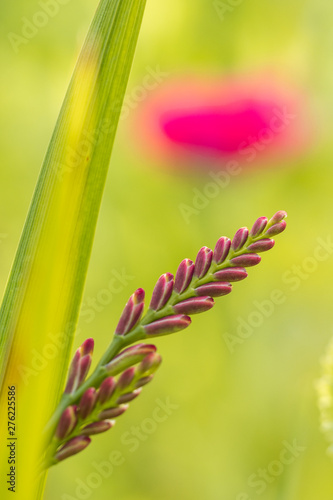 close up of one red Crocosmia flower bud with a long green leaf and creamy green background in the garden.